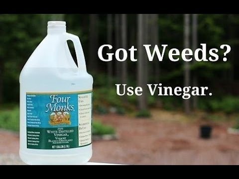 how to eliminate weeds