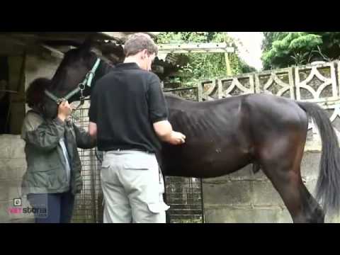 horses grand national horses grand national