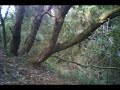 balade dans les bois