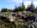 Lough Gay - Upland Peat Bog, Co. Limerick Lough Gay - Upland Peat Bog, Co. Limerick