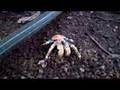 Facing My Spider Phobia