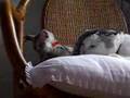 【猫】よちよち歩きの後輩が来た頃。。。
