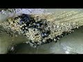 tide pools la jolla california with music