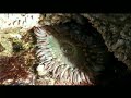 tide pools la jolla california with music