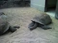Tortoises at the San Antonio Zoo