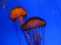 videos de Jellyfish dance