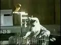 Vogel vs Katze 2