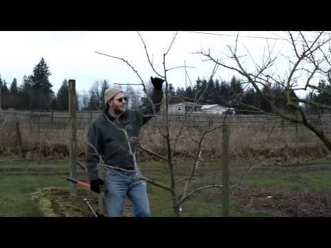 how to care plum tree