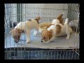 ジャックラッセルテリア 2007年1月14日生まれ(…