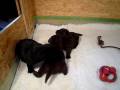 videos de Unser A-Wurf mit knapp 3 Wochen.MOV