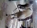 videos de Kutan (Dr Frago) luciendo caballo