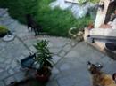 scene casalinghe canine e feline scene casalinghe canine e feline