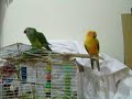 Conures Dancing Reggaeton