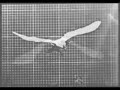 Eadward J.Muybridge Eadward J.Muybridge