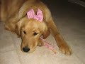 踊る犬動画