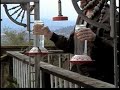 Hummingbirds fed by hand