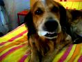 ...Duke alle prese con un bovino.....