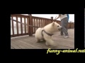Twin polar bear cubs walking in China 