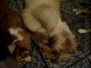 Fairieland Fairy Queen (Collie) & Fairieland Pantufa (Corgi) Fairieland Fairy Queen (Collie) & Fairieland Pantufa (Corgi)