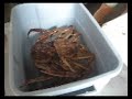 Fishin' for Alaskan Dinner (the easy way)