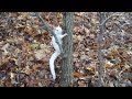 White Squirrel at Jamaica Pond, Jamaica Plain, MA (HD)