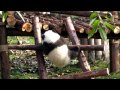 Panda:laughing at my short legs? I'll demo climbing! 