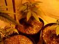 Super Skunk, AK-48, Master Kush