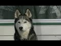 Siberian Husky in a Shelter, Needs a Home!