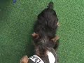 3 Teacup Yorkie Puppies Star As The 3 Stooges