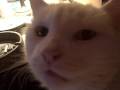videos de One Mean Cat!