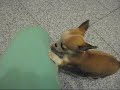 Jolie - Chihuahua Puppy