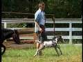 YouTube - Miniature Horses Are More Fun Than Cell Phones