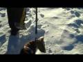 videos de Bull Terrier Pup in the Boston Snow!