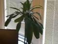 videos de Marc and his Plant Part 3