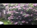 Hydrangea sargentiana and Acer griseum (Mothers & Daughters)