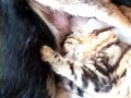 Maine Coon kitten nursing off a German Shepherd Dog
