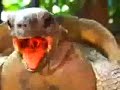 turtle,sex,funny