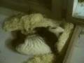 videos de Cuteness.wmv