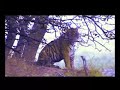 Tiger: India Tiger Reserve