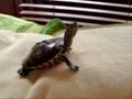 Nuestras Tortugas