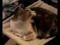 the new kitty hammock! the new kitty hammock!
