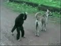 monkey and dog 2: Gigalo Part 3 REVENGE monkey and dog 2: Gigalo Part 3 REVENGE