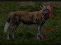 Cryptids: Part 1