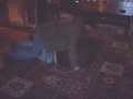 LUNATICS R US  ST ASAPH HORSE PLAY updated!