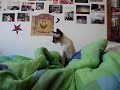 gati jugando