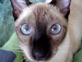 gati jugando