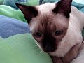 gati jugando