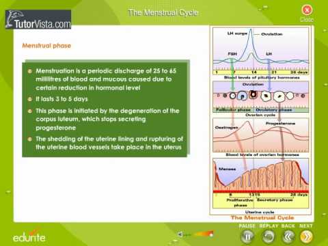 how to define menstrual cycle
