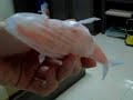 My origami whale