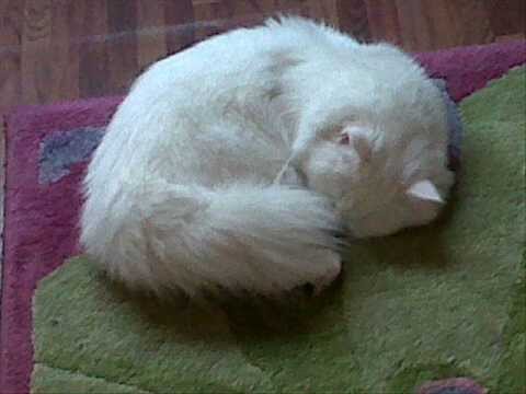 CAT ( LION